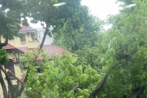 Cây đổ đè trúng nhiều xe con ở phố Trần Phú trong trận mưa lớn tại Hà Nội