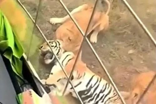 CLIP: Đi lạc vào địa bàn của đàn sư tử, hổ tử nạn sau khi đi cấp cứu