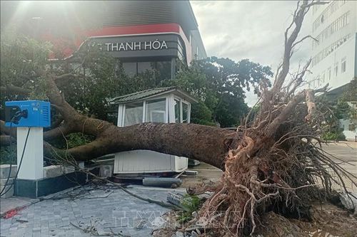 Tập trung khắc phục hậu quả của bão số 5, nhanh chóng ổn định đời sống người dân