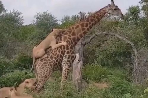 CLIP: Bị đàn sư tử nhảy lên lưng bấu chặt, hươu cao cổ vẫn thoát chết ngoạn mục