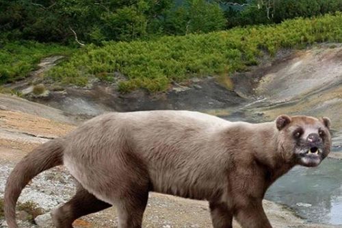 Loài thú ăn thịt khổng lồ từng là nỗi kinh hoàng khắp châu Á