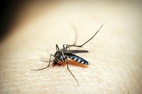 Lý do bạn bị muỗi đốt nhiều hơn người khác