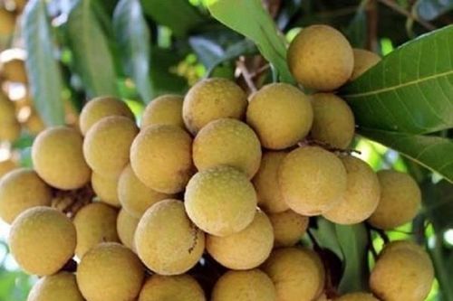 Nhãn Ido bất ngờ tăng giá mạnh