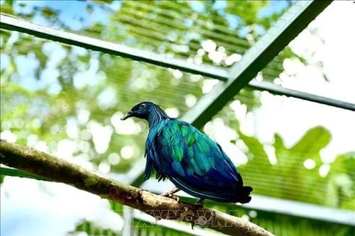 5 cá thể chim bồ câu Nicoba về vườn quốc gia Côn Đảo là loài cực quý
