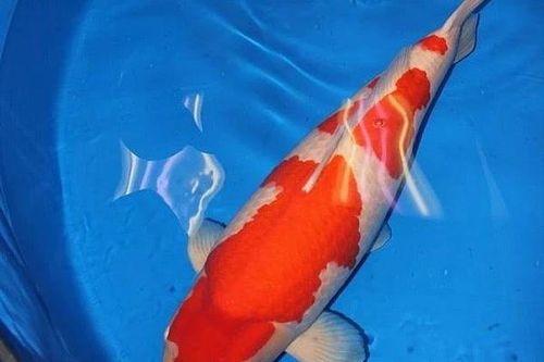 Bí mật đằng sau cá Koi giá hơn 41 tỷ gây chấn động