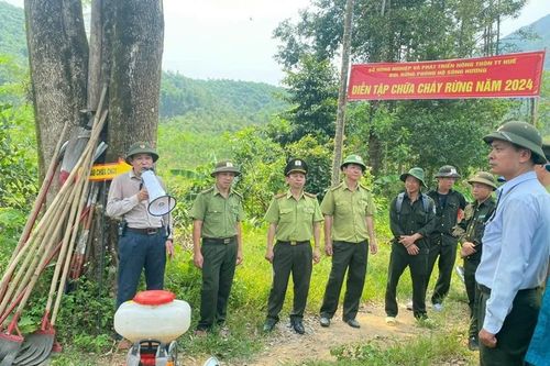Tạo đột phá trong phát triển ngành lâm nghiệp bền vững