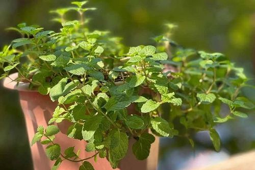 Những mẹo làm đẹp da tại nhà với lá bạc hà