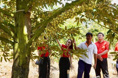 Ngân hàng 'tiếp sức' cho nông nghiệp bền vững