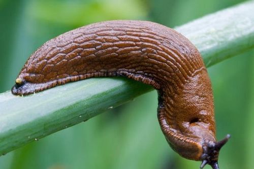 Sên trần khiến chung cư ở Đức náo loạn