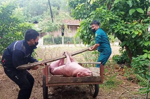 5 xã, phường công bố hết dịch tả lợn châu Phi