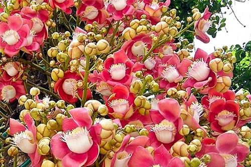 Cây cảnh hóa giải phong thủy xấu ở ban công, mang đến vượng khí