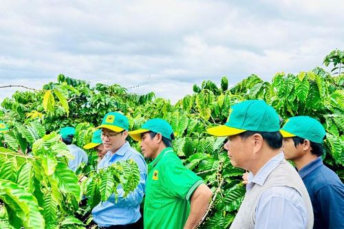 Canh tác cà phê thông minh: Định hướng phát triển bền vững trong bối cảnh biến đổi khí hậu
