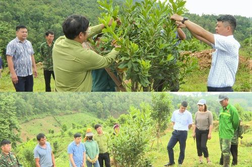 Mắc ca giữ vững vị thế