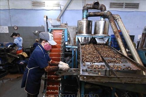 Việt Nam đặt mục tiêu xuất khẩu hạt điều đạt 4,5 tỷ USD trong năm 2025