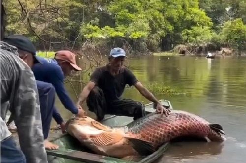 Ngư dân bắt được con cá khổng lồ nặng 150kg trên sông