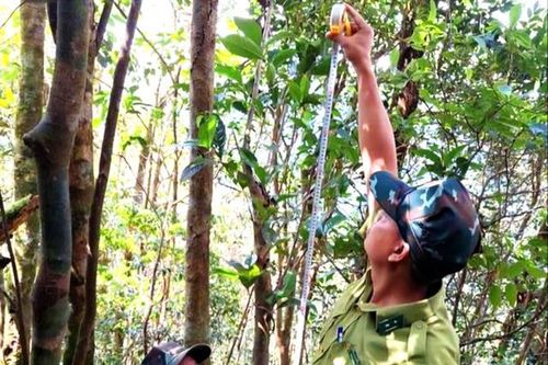 Phát hiện loài chè quý hiếm trên núi cao ở Huế