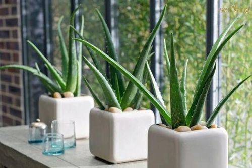 Cây nha đam, 'báu vật' mang đến nhiều lợi ích phong thủy nhà cửa, thẩm mỹ và cả sức khỏe