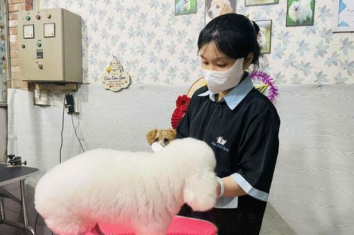 Thú cưng đi... làm đẹp