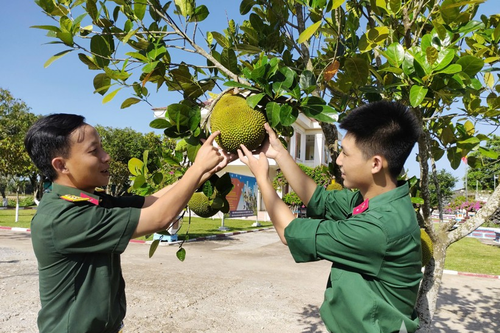 Những mùa quả ngọt từ phong trào xanh hóa doanh trại