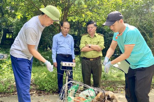 Vườn Quốc gia Phong Nha - Kẻ Bàng tiếp nhận 1 cá thể khỉ đuôi lợn