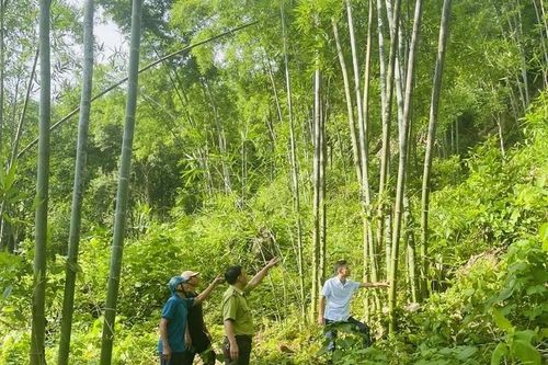Quý Lương nâng cao hiệu quả kinh tế rừng luồng