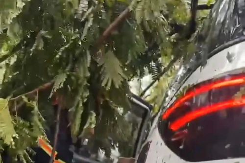 Cảnh sát PCCC kịp thời cứu 6 người mắc kẹt trong ô tô bị cây đổ đè