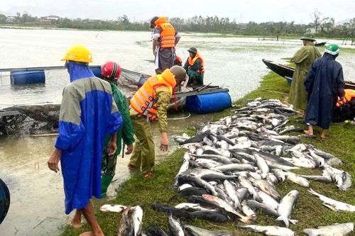 Hà Tĩnh: Gió bão quật chết trắng 20 tấn cá 1 tỉ đồng
