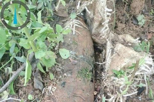 Đang dọn cây, công nhân bất ngờ phát hiện quả đạn pháo giữa khu dân cư