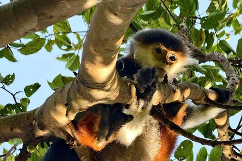Giải cứu Voọc chà vá chân nâu quý hiếm mắc bẫy tại bán đảo Sơn Trà