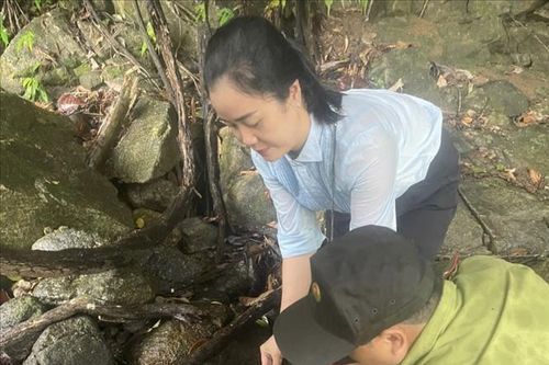 Quảng Ngãi thả cá thể rùa đầu to quý hiếm về lại tự nhiên