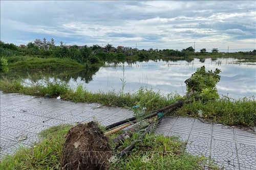 Huế: Yêu cầu làm rõ kỹ thuật trồng cây xanh ở tuyến đường Phú Mỹ - Thuận An