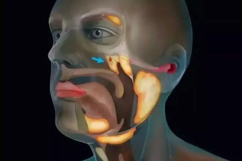 Phát hiện tuyến nước bọt bí ẩn trong cơ thể con người