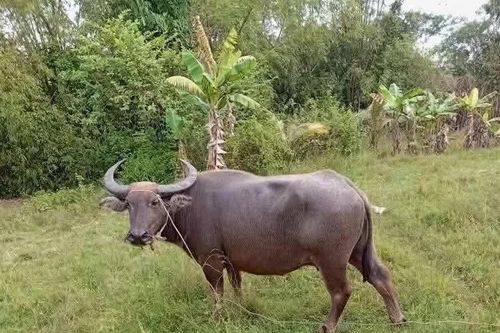 Xã Đông Trạch: Người dân được trâu lạc, mong tìm thấy chủ nuôi để trả