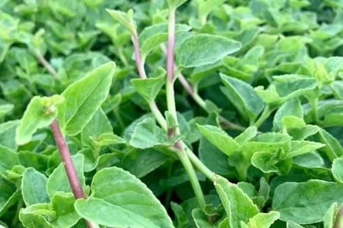 Rau lỗ bình: Từ 'cỏ dại' bị nhổ bỏ đến 'đặc sản trời ban'