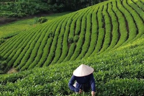 'Chìa khóa' giúp nông dân Tuyên Quang giảm nghèo bền vững