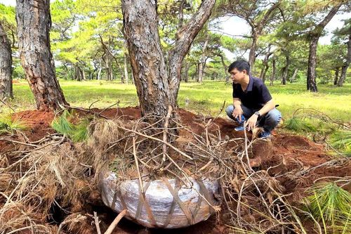 Rừng thông dáng bonsai ở Gia Lai liên tục bị đào trộm, phá hoại