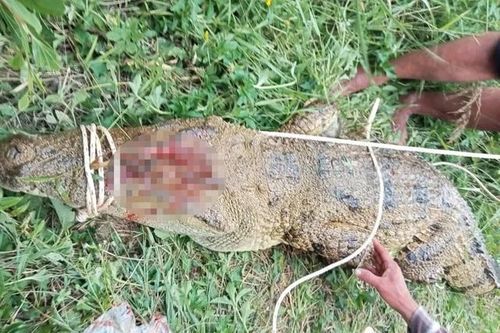 Bắt được cá sấu nghi tấn công người trên sông