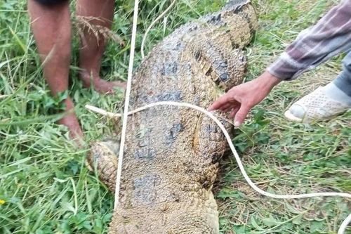 Khánh Hòa: Bắt con cá sấu dài 2,6m, nghi tấn công nam thanh niên câu cá trên sông