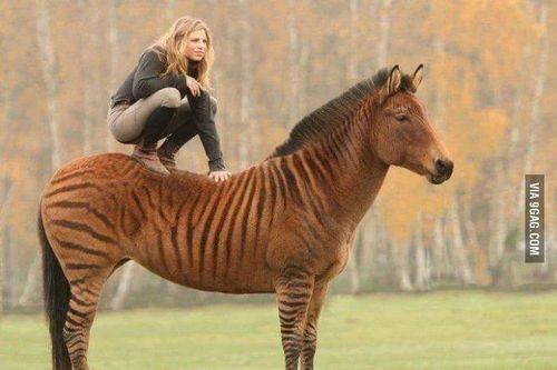 Những điều khó tin về con lai của ngựa nhà và ngựa vằn