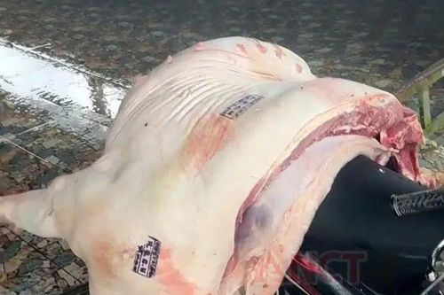 Phát hiện vụ mua bán thịt heo nhiễm dịch tả châu Phi