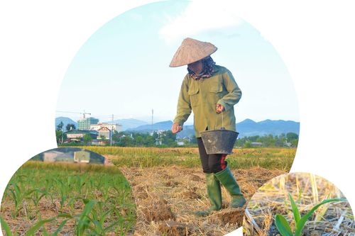 Không cho đất nghỉ