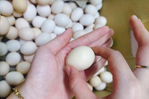 Phân biệt trứng gà thả vườn nhờ biết 4 cách đơn giản