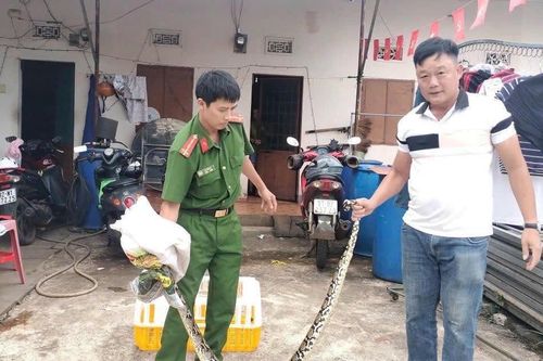 Gia Lai: Người dân bàn giao một cá thể trăn nặng 10kg