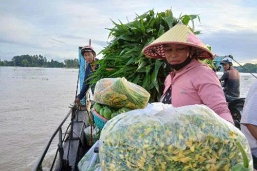 Cá linh nặng tình bông điên điển