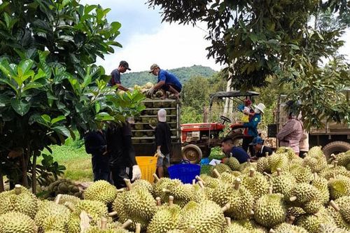 Xuất khẩu nông sản sang Trung Quốc: Nắm vững Lệnh 280 để tránh rủi ro