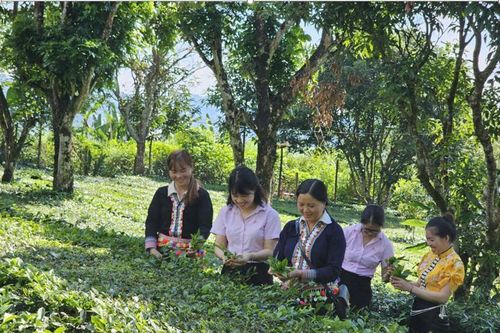 Những 'đóa sen hồng' giữa Non ngàn Tân Uyên