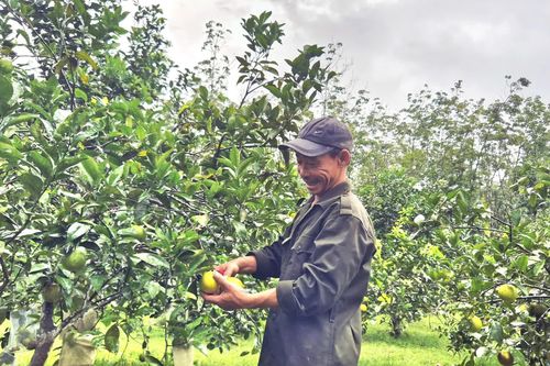 Chú trọng phát triển cây ăn quả có giá trị cao
