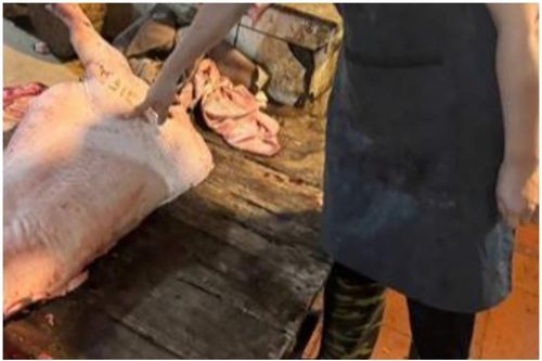Hà Nội: Khởi tố nhóm đối tượng mua, bán lợn nhiễm dịch bệnh tả châu Phi
