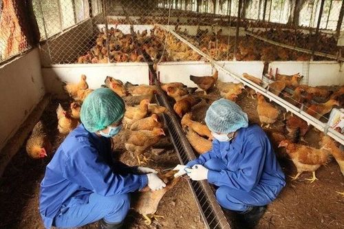 Đề xuất nhân viên chăn nuôi, thú y được hưởng 1,5 lần mức lương cơ sở