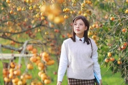 Mộc Châu nhuộm sắc cam mùa hồng chín, chọn tour nào để trải nghiệm trọn vẹn?